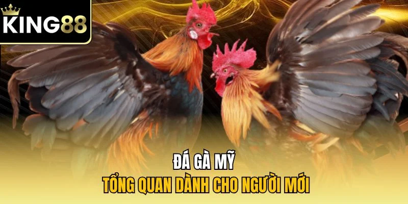 Đá gà Mỹ - Tổng quan dành cho người mới
