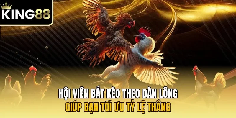 Hội viên bắt kèo theo dàn lông giúp bạn tối ưu tỷ lệ thắng