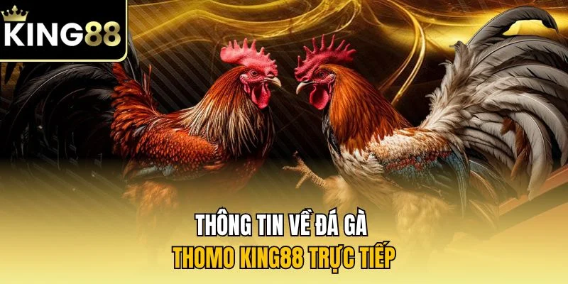 Thông tin về đá gà Thomo KING88 trực tiếp